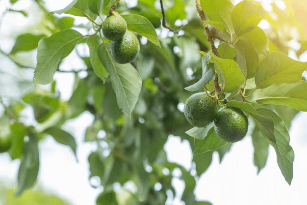 Avocado trees