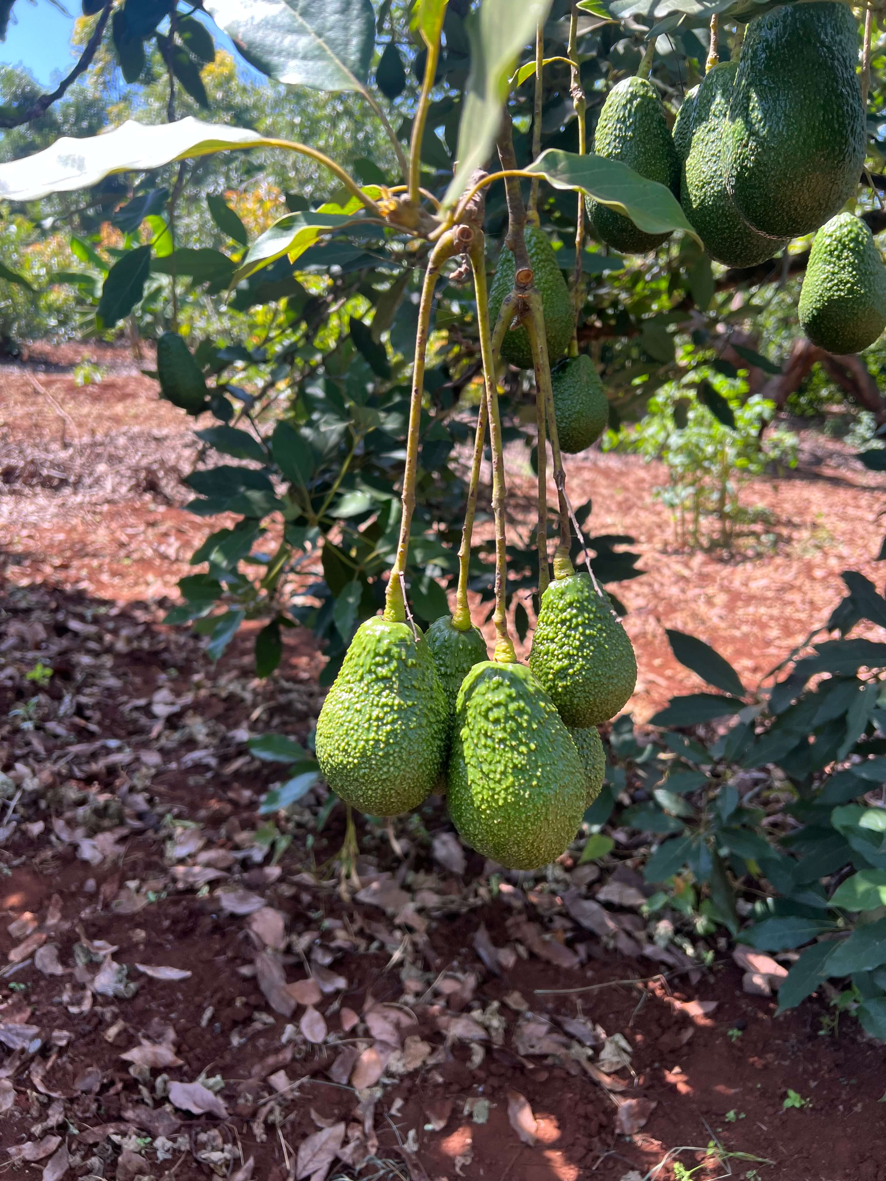 Close-up of cut avocado