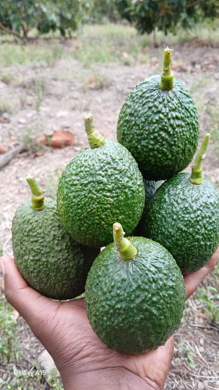 Fresh green avocados in hand