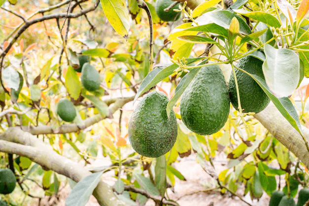 Multiple avocados with one cut