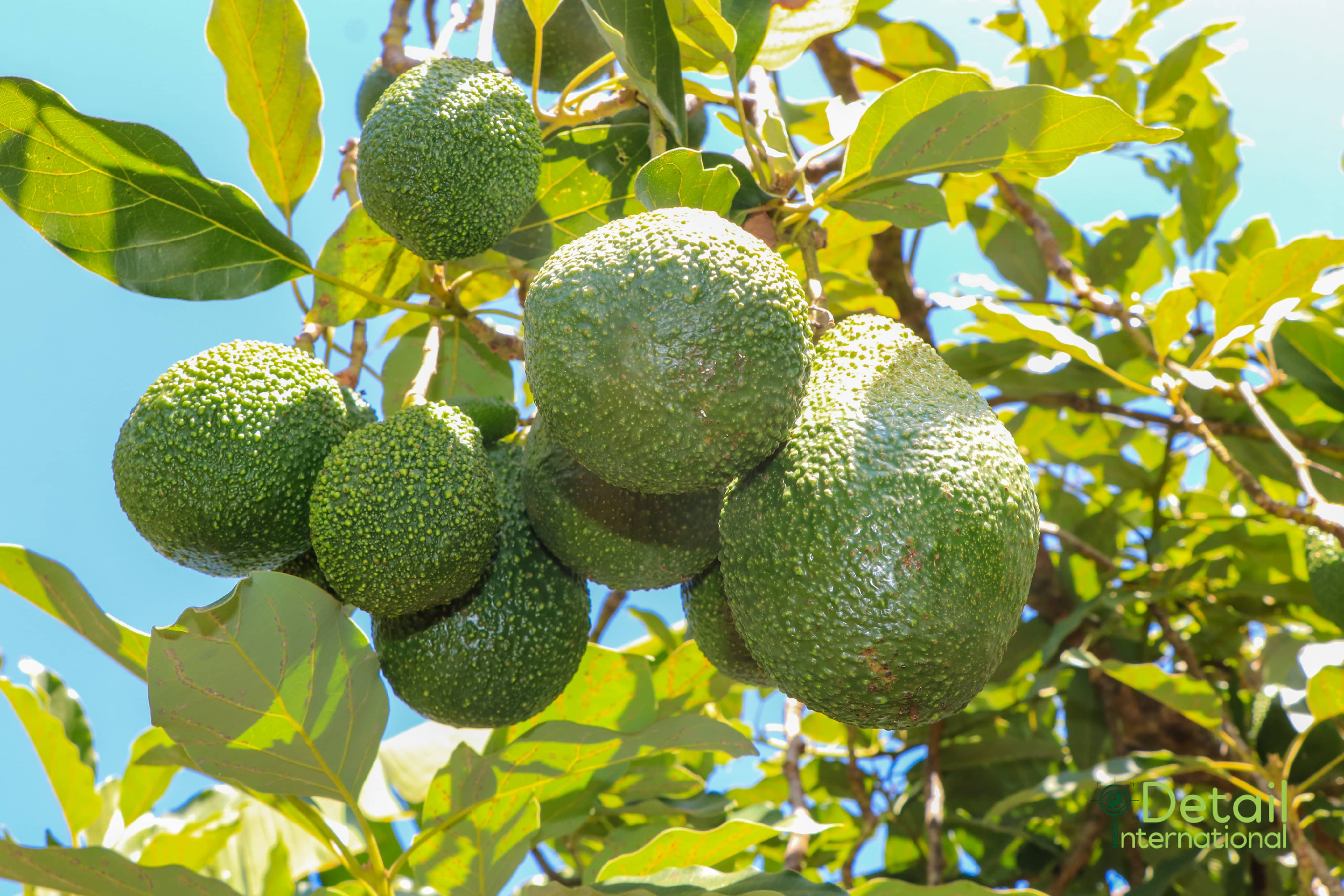 Close-up of cut avocado